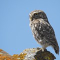 Mocho-galego (Athene noctua)